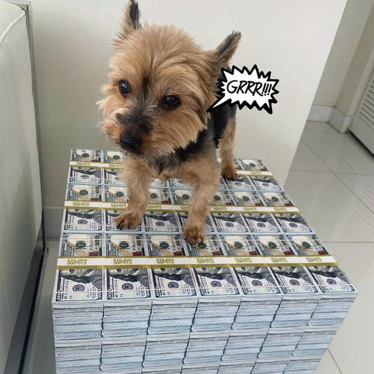 cute dog over a money table