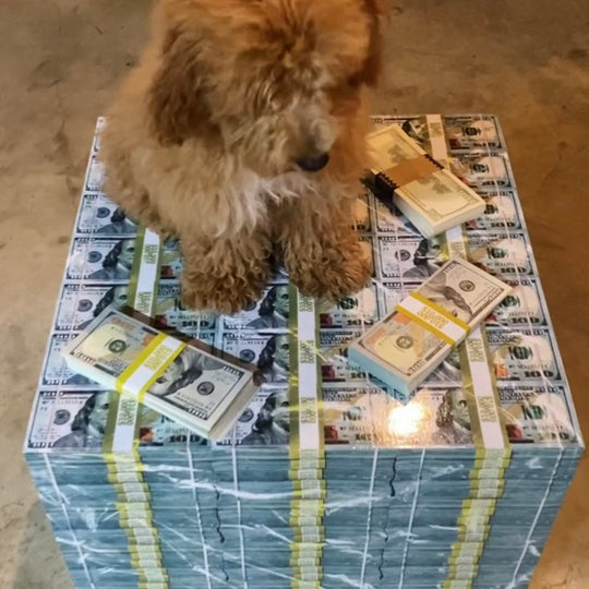 dog on a table with prop money